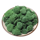 Premium Quality Wild-Harvested Handpicked Dried Sanchi Flower Tea 500g