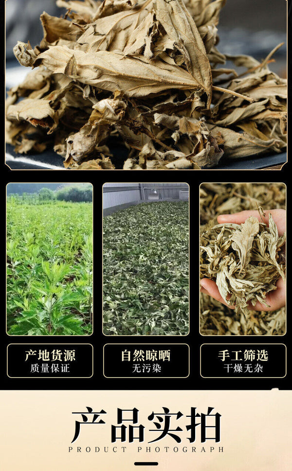 Big Mugwort Leaf Mugwort Leaf Fresh Mugwort Leaf Produce Mugwort Herb 500g/1.1lb