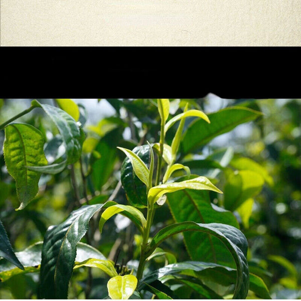 Top-Grade Organic Raw Tea  Pu'er Tea Brick Green Tea Health Drink 250g/8.8oz