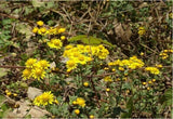 100g Chrysanthemum | Wild Harvest | Wild Chrysanthemum | Ju Hua