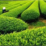 250g High Quality Biluochun Green Tea Chinese Gift Tea Ecology Tea Health Care