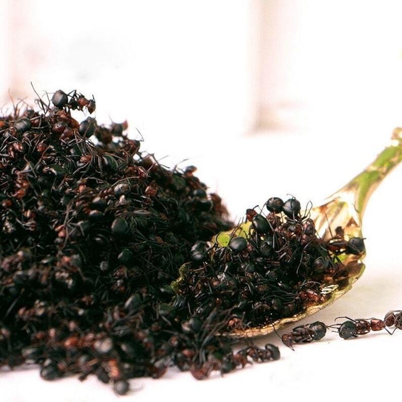 Wild Nature Dry Black Ants - Nature Ant As Food Herb Tonic Body Grate Quality Secondary image