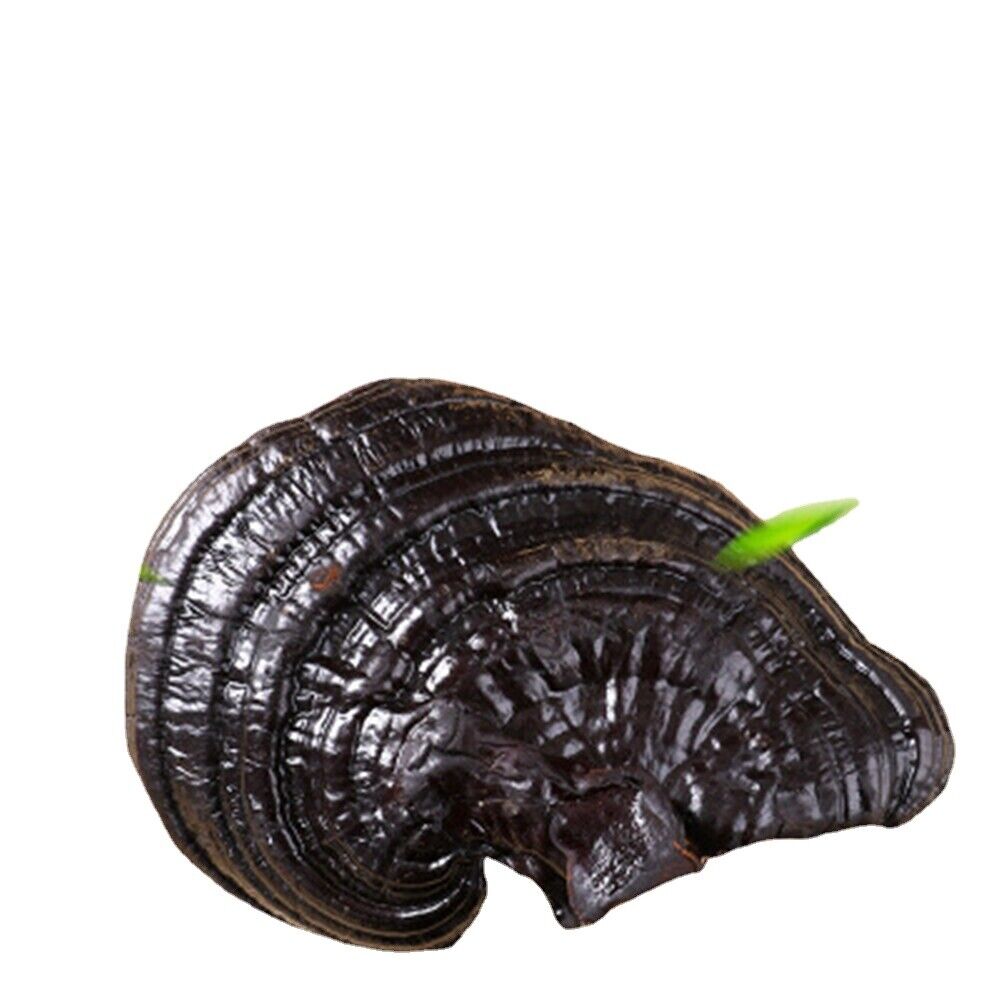 100% Natural Black Ganoderma Lucidum Halal Dried Ganoderma Mushroom 17.6oz Main image