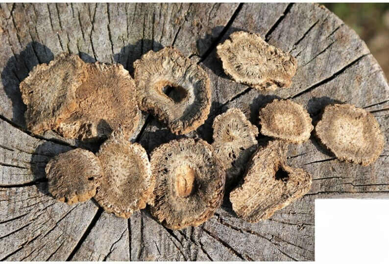 Mu Xiang /木香/ High Quality /Radix Aucklandiae Costustoot 100g