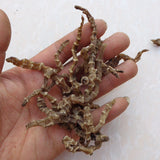 Herbal Medicine Ground Ginseng Cordyceps Ginseng Cordyceps Ginseng Male 500g