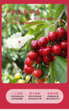 Dried Sweet Sour Cherries Fresh Cherries Dried Fruits Snacks Baking Ingredients