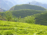 Supreme Fat Burner Chinese green white tea healthy tea sencha green tea