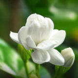 Supports Digestion Calming Effects Jasmine Tea Robust Flavor with Fresh Leaves