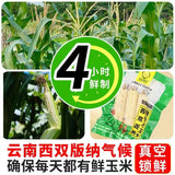 Xishuangbanna Mini Sweet Corn – Vacuum-Packed Pearl Snack