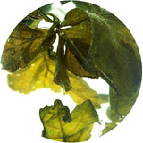 100g / 3.5oz Seven Leaf Jiaogulan Gynostemma Chinese Herbal GREEN TEA Loose Leaf