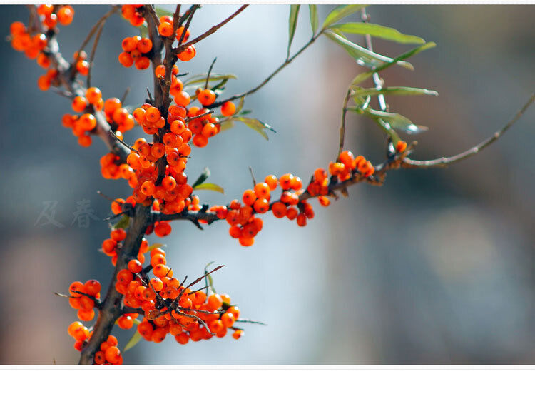 Dried Sea Buckthorn FruitDried Sea Buckthorn FruitSea Buckthorn Tea 500g/1.1lb