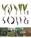 357g Pu-erh Tea Yunnan Tea Pu'er Tea Pure Ingredient Pu'er King Tea Cake