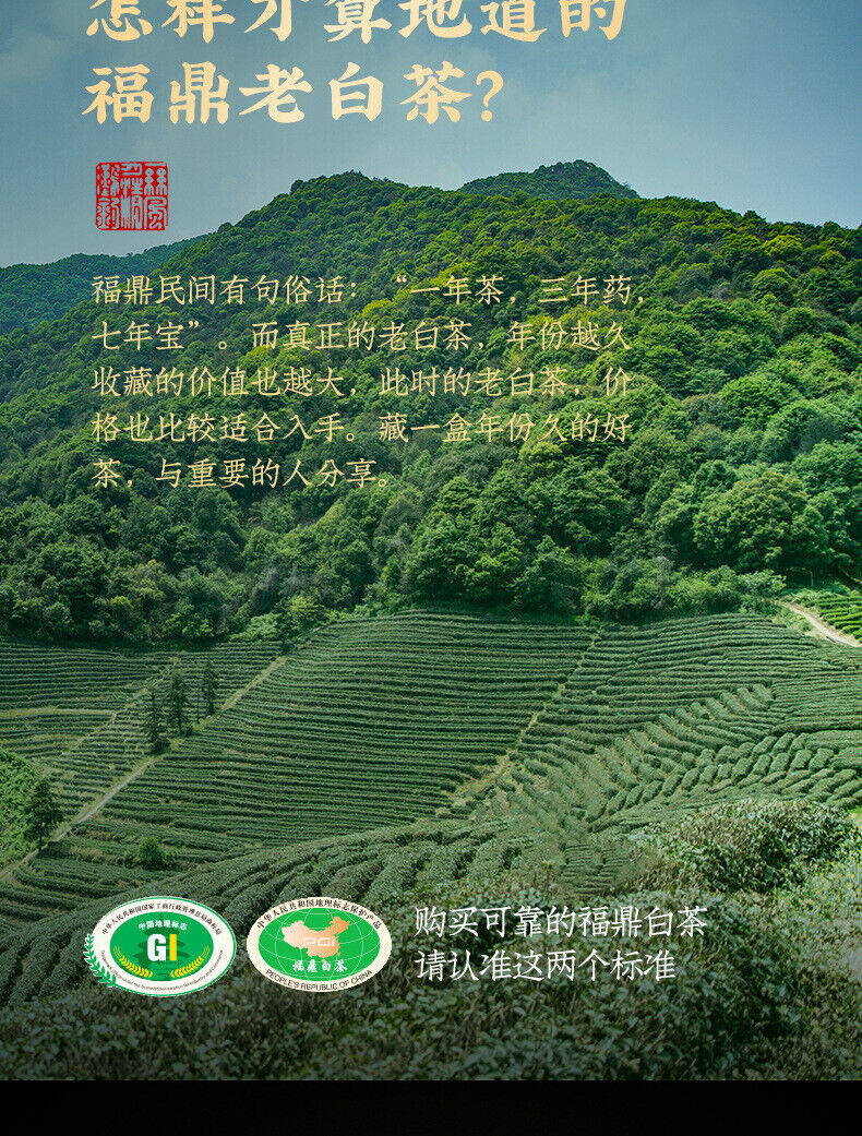Fuding White Tea Shou Mei Long Zhu Tea Shou Mei Old White Tea Dragon Pearl 250g