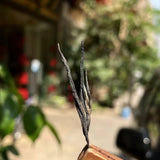 Yunnan Brown Mountain Purple Juan Pu-erh Tea 200g High Catechins Rich Flavor