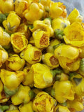 Authentic Goldenseal Tea Dried Wild Goldenseal Tea