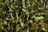 500g Yunnan white tea early spring ancient Fuding white tea process white tea