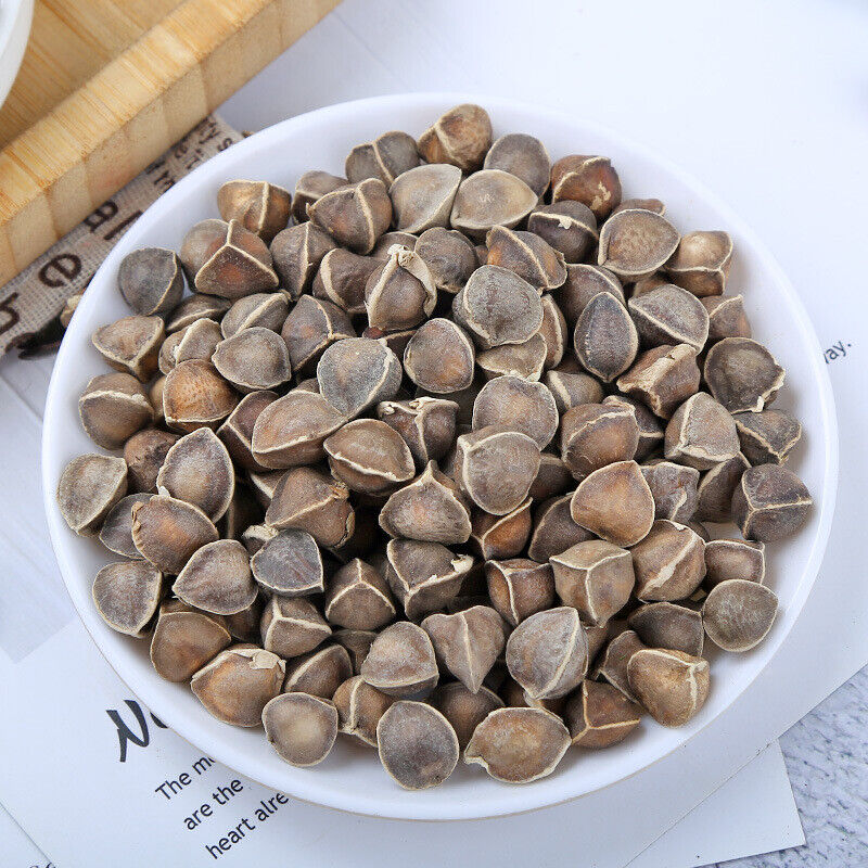 Bulk Moringa Seeds Large Moringa Seeds Produce Flower Tea 500g Secondary image