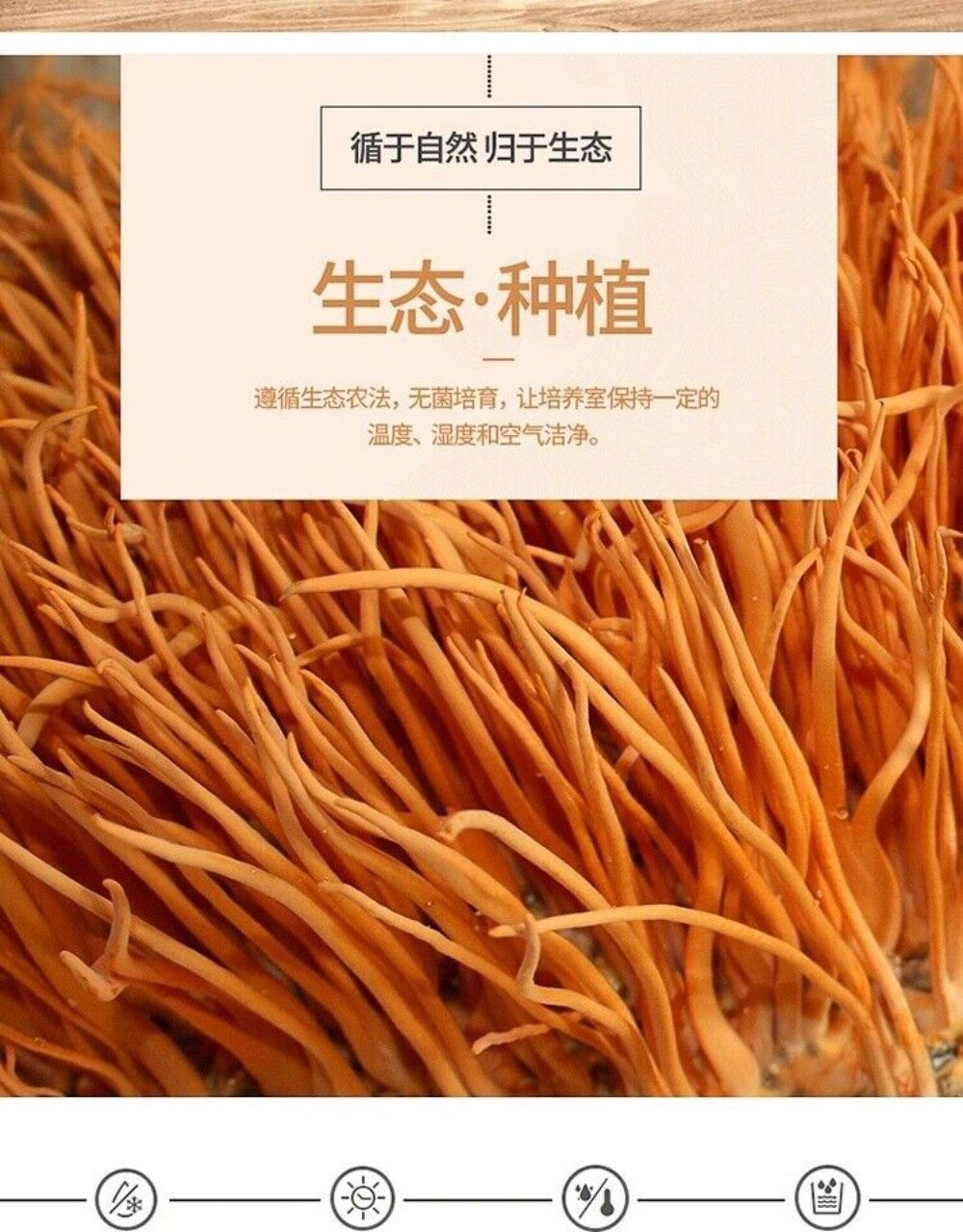 Organic Cordyceps Militaris 500g Premium Super Mushroom Chong Cao Hua Natural