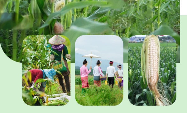 Yunnan Xishuangbanna Thumb Corn – Grade A Sticky Dai Specialty (500g)