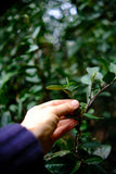 2025 First Flush Longjing Tea Premium Grade 50g Fresh Hangzhou Origin