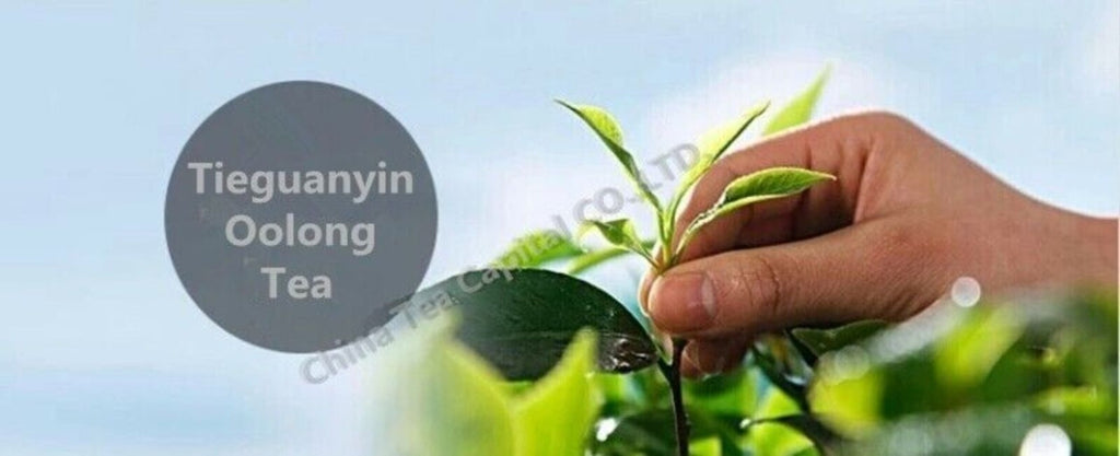 Oolong Tea Chinese Tieguanyin Anxi Tie Guan Yin Green Tea Factory Direct  50g