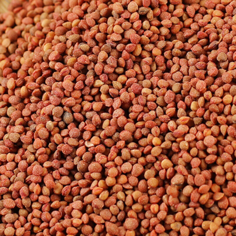 500g Featured Natural Healthy Herbal TeasChu Shizi Top Quality Health Care 精选楮实子