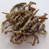 Herbal Medicine Ground Ginseng Cordyceps Ginseng Cordyceps Ginseng Male 500g