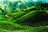 500g Schwarzer Tee Lose Yunnan Fengqing Dianhong Kochte Roten Biluo Bio Tee 滇红茶