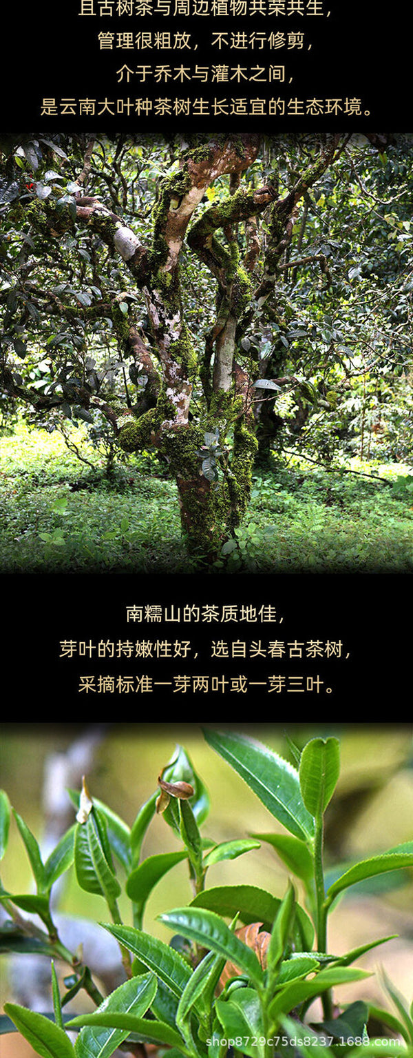 Yunnan Pu-erh Tea Cake Ancient Tree Raw Tea Nannuo Mountain 357g