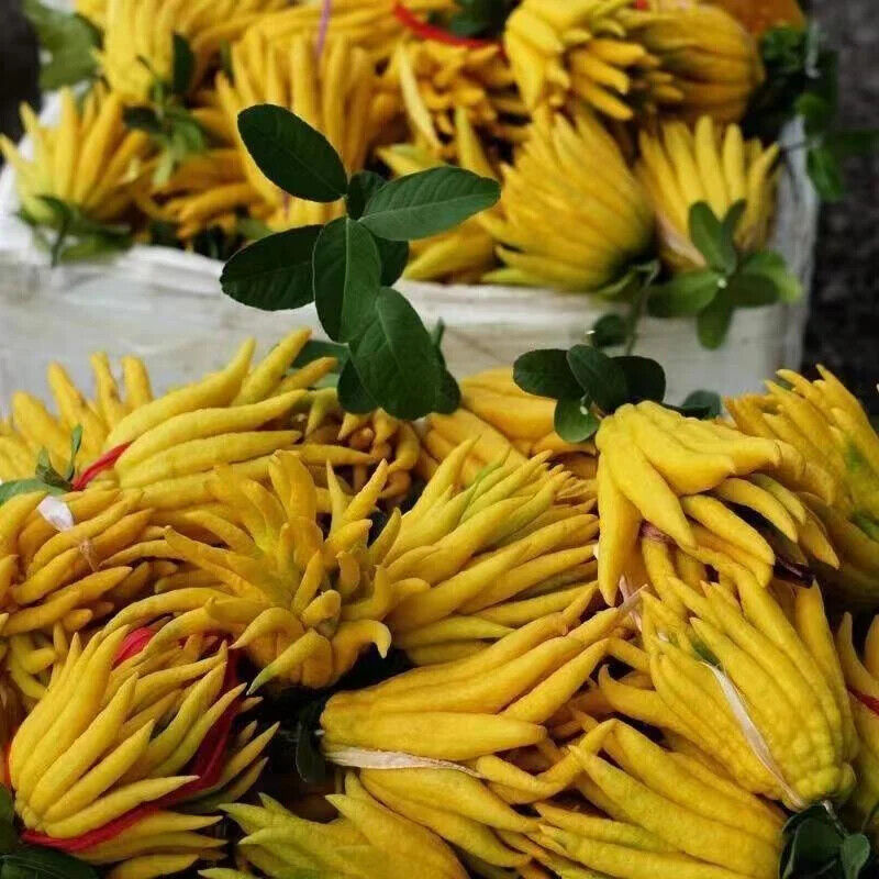High Quality Dried Fingered Citrus Shredded Bergamot Fruit Pieces Herbal Tea