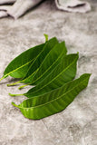Mango Leaf Tea Dried Organic 50g Premium Natural Fresh Herbal Loose Leaf