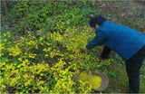 100g Chrysanthemum | Wild Harvest | Wild Chrysanthemum | Ju Hua