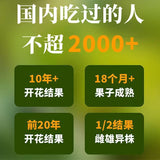 Yunnan Parana Pine Nuts – Hand-Picked Jumbo Shelled