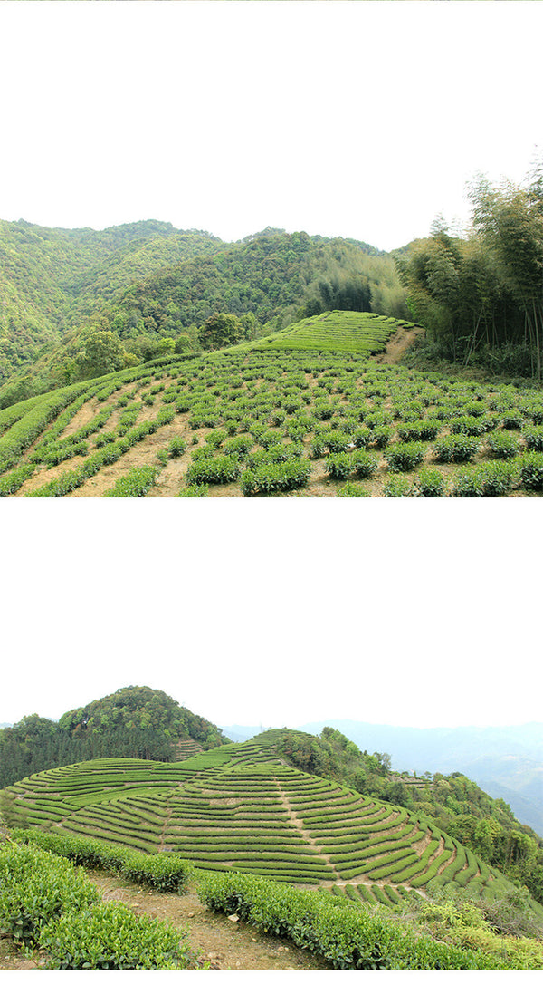 Phoenix Dan Cong High Mountain Honey Orchid Fragrance Oolong Tea