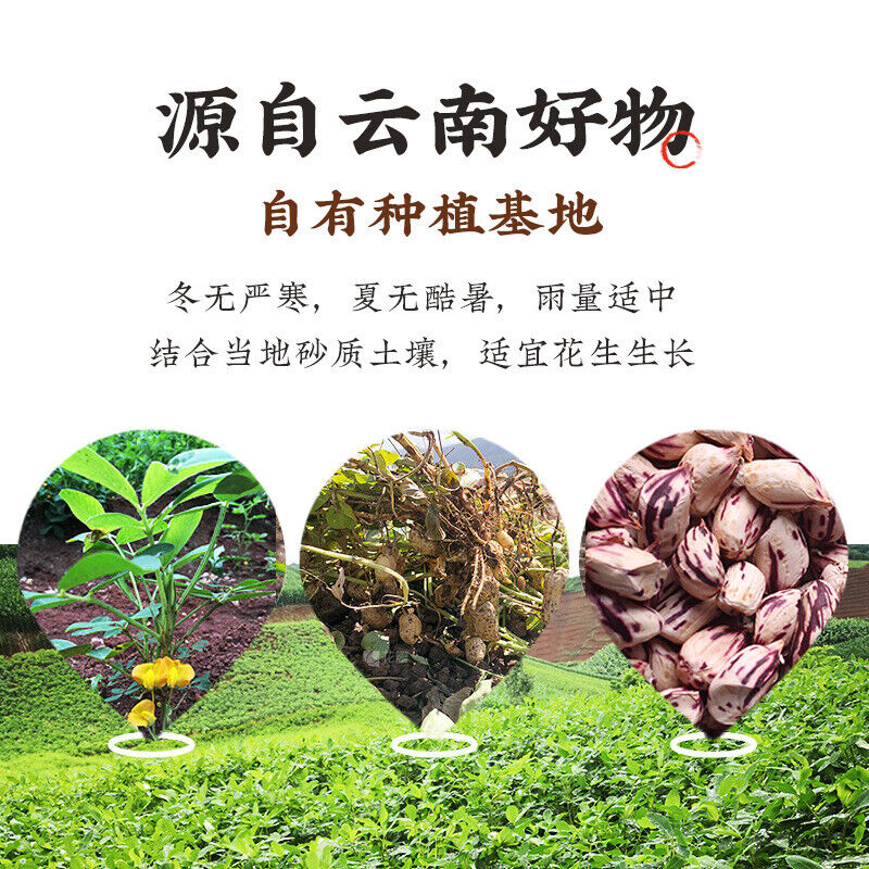 Yunnan Roasted Peanuts – Shelled, Colorful & Fresh, Wholesale Snack Seeds