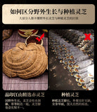 Ganoderma lucidum tablets in tea and soup Changbaishan wildlife infusion tea