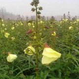 Dried Abelmoschus Manihot Abelmoschi Corolla Flos Corolla of Abelmoschus Manihot