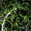 Evergreen Vegetable Dried New Dehydrated Veggies for Hotpot Noodles Salad