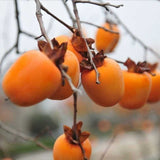 2023 Year New Great Quality Persimmon Fu Ping Shibing, Shi Bing