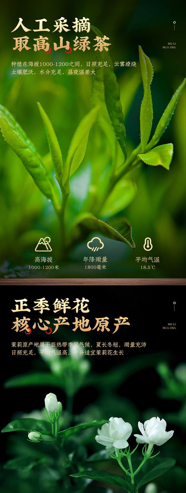 Fuzhou Jasmine Tea Extra Strong 200g Cans of Tea Strong Aromatic Green Tea