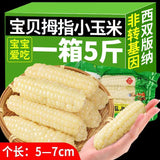 Xishuangbanna Mini Sweet Corn – Vacuum-Packed Pearl Snack