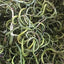 Fossil Grass Kidney Essence Tea Chinese Herbal Medicine Kidney Essence Herb
