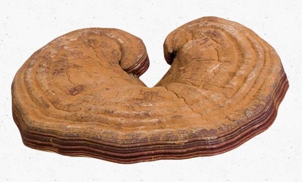 Organic Herb Healthy Food Dried Wild Lingzhi Red Reishi Mushrooms Ganoderma 250g