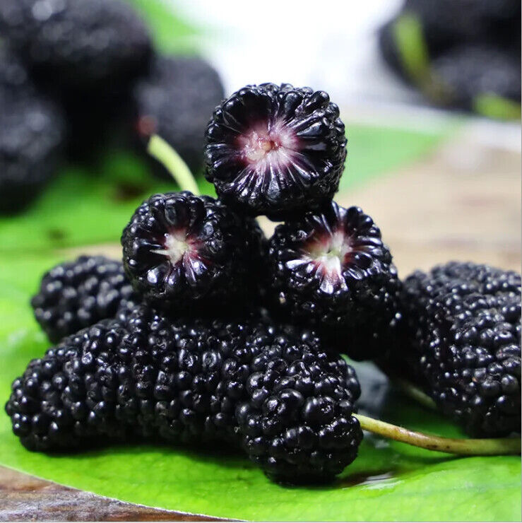 ISO Zertifikat Maulbeeren Pulver Maulbeeren Frucht Pulver Extrakt für Getränk