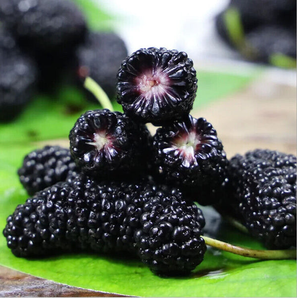 ISO Zertifikat Maulbeeren Pulver Maulbeeren Frucht Pulver Extrakt für Getränk