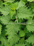 Premium Nettle Leaf Tea Food Grade, Herbal Tea, Health Benefits 500g