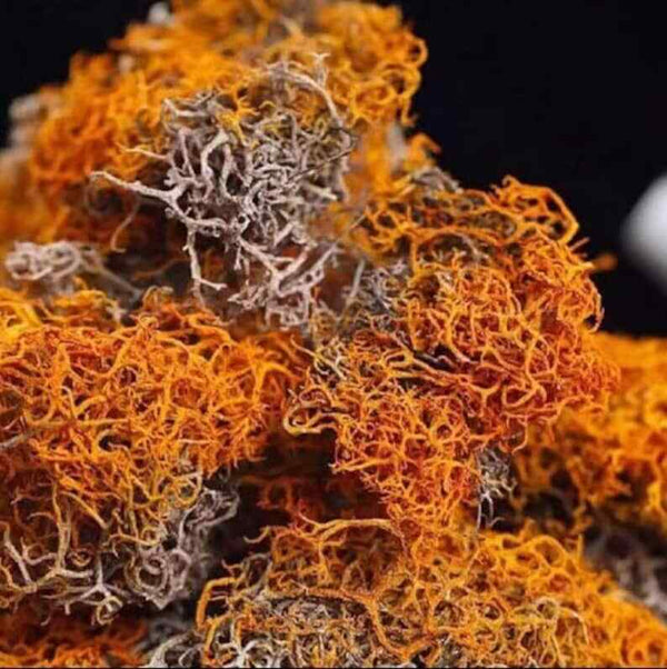 Organic Dried Red Thamnolia Vermicularia, Red Snow Tea
