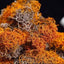 Organic Dried Red Thamnolia Vermicularia, Red Snow Tea