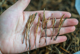 Yunnan Fengqing DianHong tea Pine Needle Un bourgeon une feuille Golden Needle