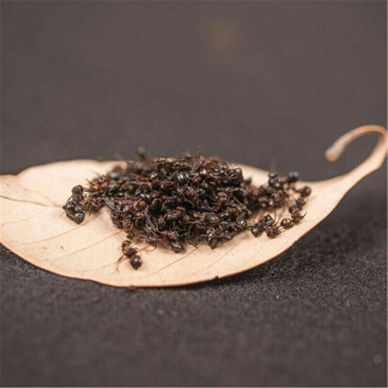 Wild Chang Bai Shan Mountain Black Ant Vic Roger Polyrhachis Premuim 500g/1.1LB
